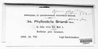 Phyllosticta briardii image